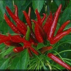 Takanotsume Hot Japanese Pepper Seeds Hawks Claw USA Heirloom Organic NJ Seller check my store for the largest selection