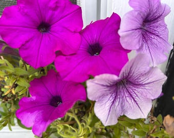 Petunia Wave Tie Dye  Flower seeds Heirloom USA NJ Grower see my store for largest selection