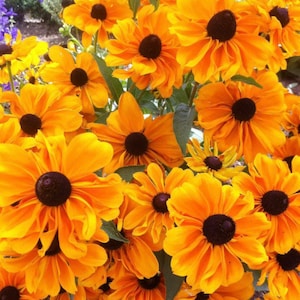 Rudbeckia Marmelade dwarf  Flower Seeds Heirloom USA NJ Grower see my store for largest selection