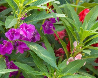 Balsam Impatiens Mix Flower Seeds Heirloom NJ Seller Organic Free Shipping