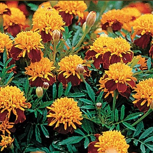 Marigold Tiger Eye Marigold  USA Flower Seeds Heirloom NJ Grower see my store for largest selection