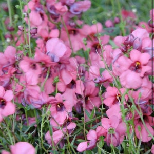 Diascia Barbaras Pink Queen twinspur Flower seeds  Heirloom USA NJ Grower see my store for largest selection