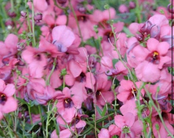 Salvia Blue Queen Seeds USA Flower Seeds Heirloom NJ Grower See My ...