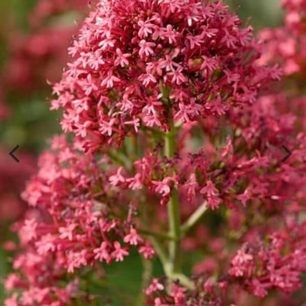 Jupiters Beard Red Flower Seeds Heirloom Organic USA NJ Grower Free Shipping