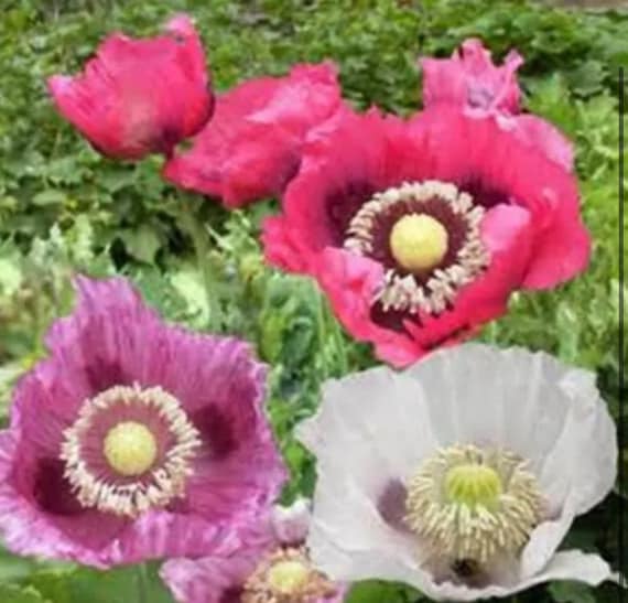 Poppy Poppy Pepperbox Flower Seeds Heirloom USA NJ Seller Check My Store