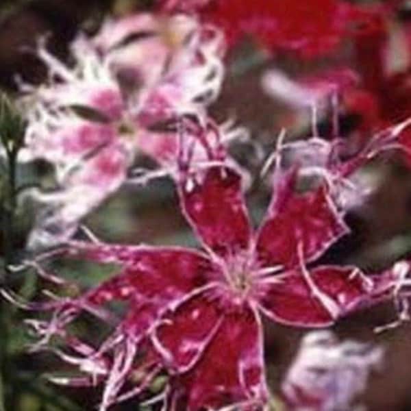 Dianthus Superbus Spooky Mix Flower Seeds Heirloom USA NJ Grower see my store for largest selection