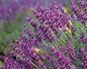 May include: A close-up of a lavender field, showcasing the vibrant purple flowers in detail. The image highlights the dense clusters of purple blooms on green stems, creating a visually appealing display. The background is a soft green, enhancing the focus on the lavender.