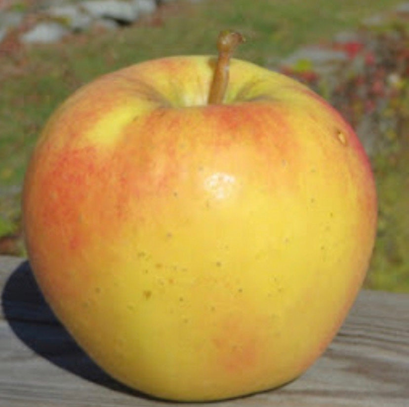 25 Granny Smith Apple Seeds , , New Organic, Usa Seller 