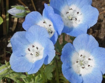 Nemophila Baby Blue Eyes  Flower Seeds Heirloom NJ Seller Organic Free Shipping