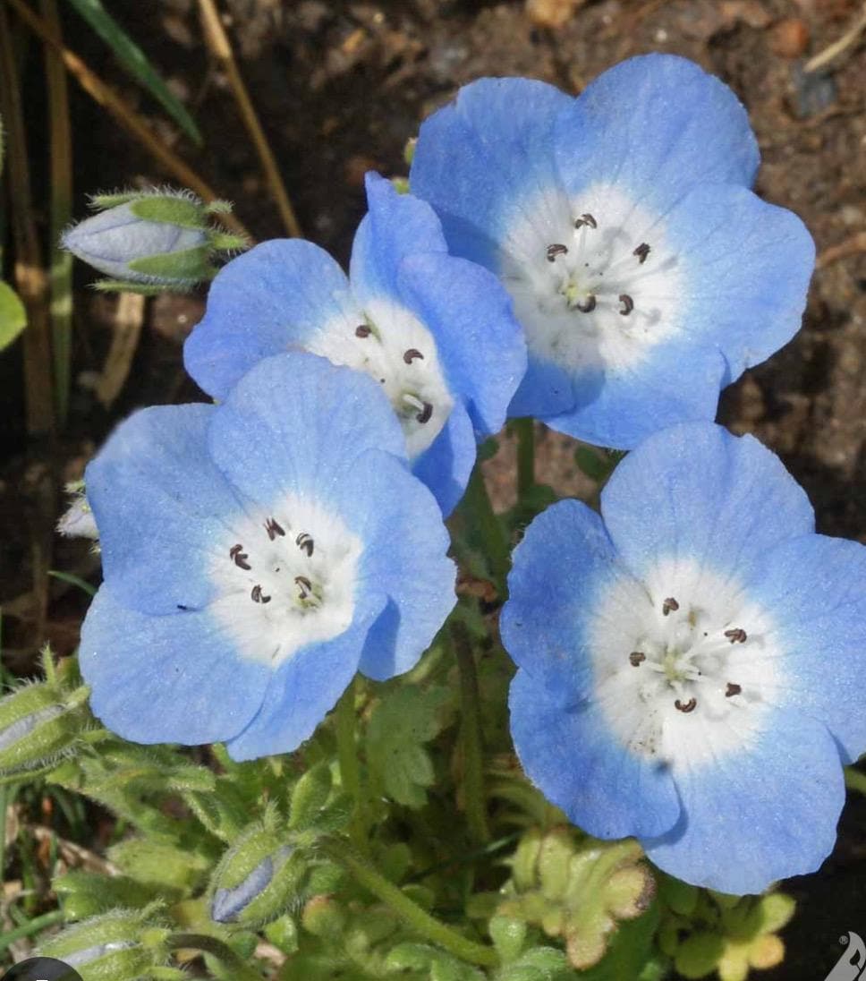 Nemophila Flower - Etsy