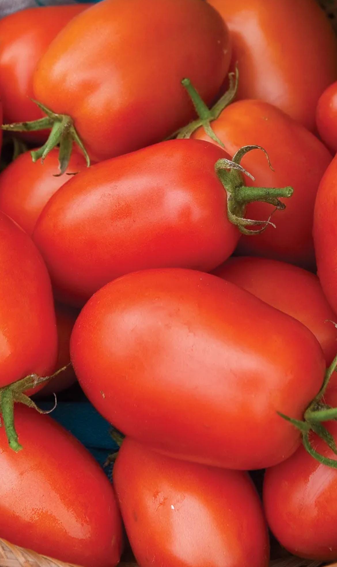 Roma Tomato Seeds USA NJ Grower Heirloom Organic Check My Store for the ...