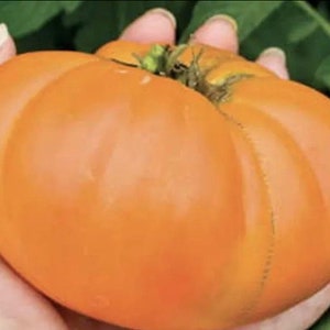 May include: A large, orange-colored tomato with a deep green stem. The tomato is being held in a hand.