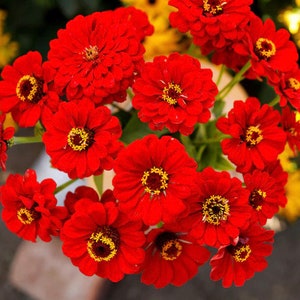 Zinnia Scarlet Flame Zinnia Flower Seeds Heirloom USA NJ Grower see my store for largest selection