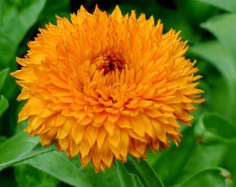 Calendula Neon  Flower Seeds Heirloom Flower NJ Grower Free Shipping