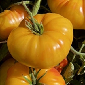 May include: Close-up of several ripe, golden-yellow tomatoes on the vine. The tomatoes have a ribbed texture and are attached to green stems with leaves. The image is well-lit, highlighting the tomatoes' color and shape.