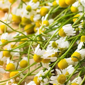 Chamomile German Seeds Seeds Heirloom NJ Seller Free Shipping Organic