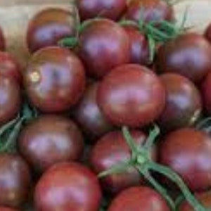 Black Cherry Tomato Seeds NJ Grower Heirloom Organic Free Shpping