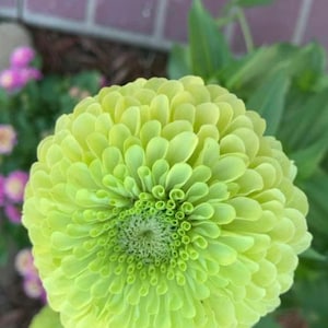 May include: A close-up of a light green zinnia flower with a tightly packed centre. The flower has a delicate, layered appearance.