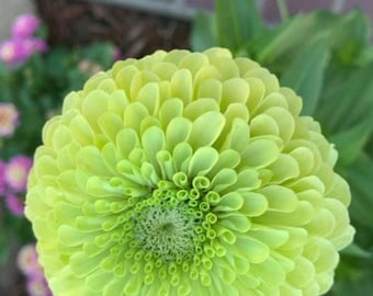 Zinnia Green Envy Flower Seeds  Heirloom USA NJ Grower see my store for largest selection Free Shipping