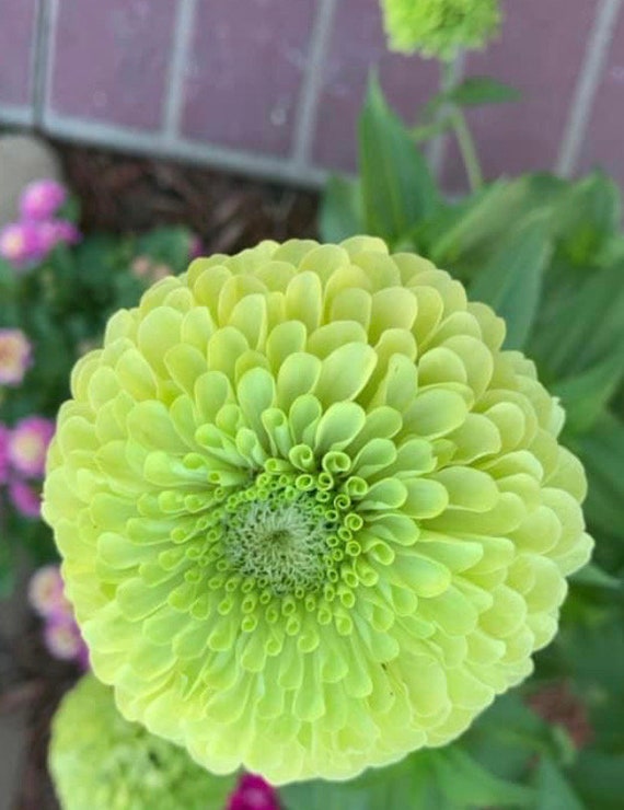 Zinnia Green Envy Flower Seeds  Heirloom USA NJ Grower see my store for largest selection Free Shipping