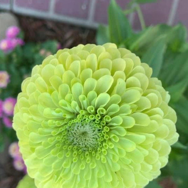 Zinnia Green Envy Flower Seeds  Heirloom USA NJ Grower see my store for largest selection Free Shipping