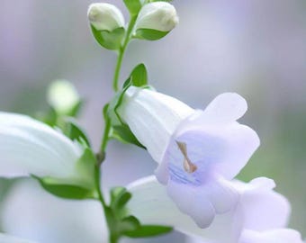 Penstemon Smooth flower Seeds Free Shipping Heirloom Organic