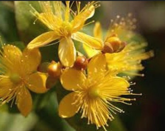 St John’s Wort seeds Hypericum Perforatum Medicinal Heirloom USA NJ Grower see my store for largest selection