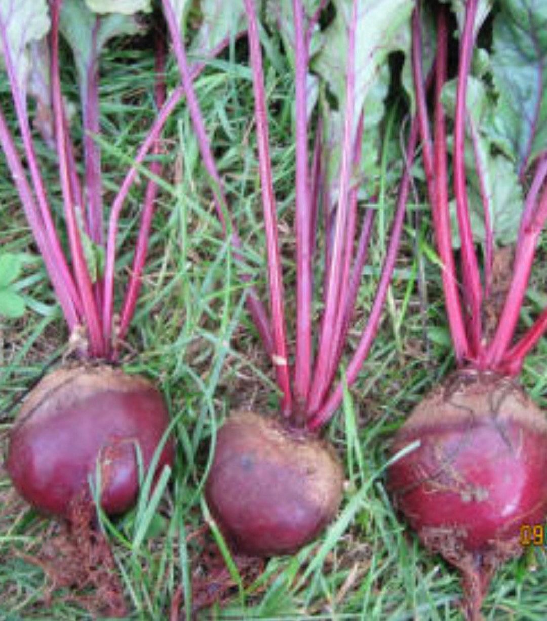 Beets Early Wonder Tall Top Beet Seeds NJ Grower USA Heirloom Etsy