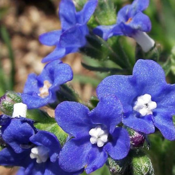 Forget Me Not Blue Angel seeds Heirloom USA NJ Grower see my store for largest selection