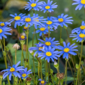 May include: A field of blue wildflowers with yellow centers. The flowers are in various stages of bloom, with some fully open and others still in bud. The flowers are growing in a field of green grass.