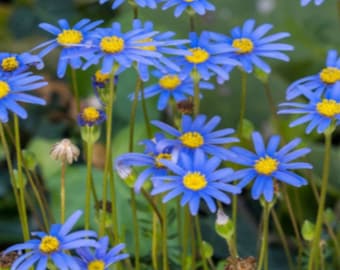 Daisy, the Blues Blue | 50 Seeds | Heirloom Flower | Non GMO