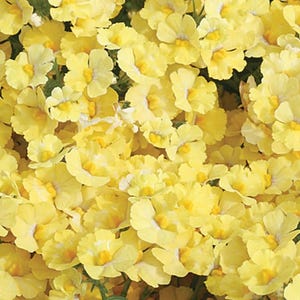Phlox Yellow Beauty Seeds Heirloom USA NJ Seller check my store for largest selection