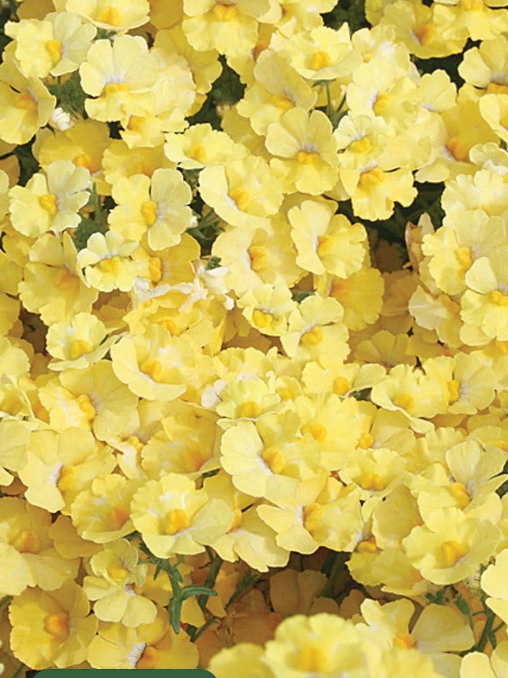 Phlox Yellow Beauty Seeds Heirloom USA NJ Seller Check My Store