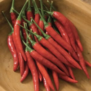 Big Thai Chili Pepper Seeds USA NJ Grower Heirloom Organic NJ Seller Free Shipping