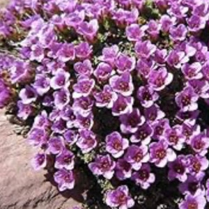 Saxifraga Purple Robe flower Seeds Heirloom USA NJ Seller check my store for largest selection