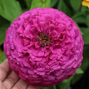 Zinnia Double Violet Seeds ……. Heirloom USA NJ Grower see my store for largest selection Free Shipping