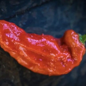 Ghost Red Pepper Seeds USA NJ Grower Heirloom Organic NJ Seller check my store for the largest selection