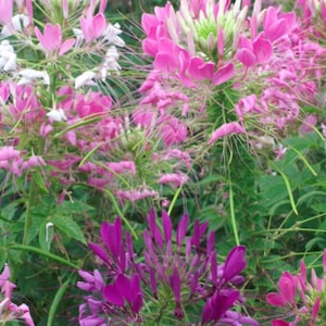Spider Queen Mix Cleome Flower Seeds Heirloom NJ Seller Free Shipping Organic