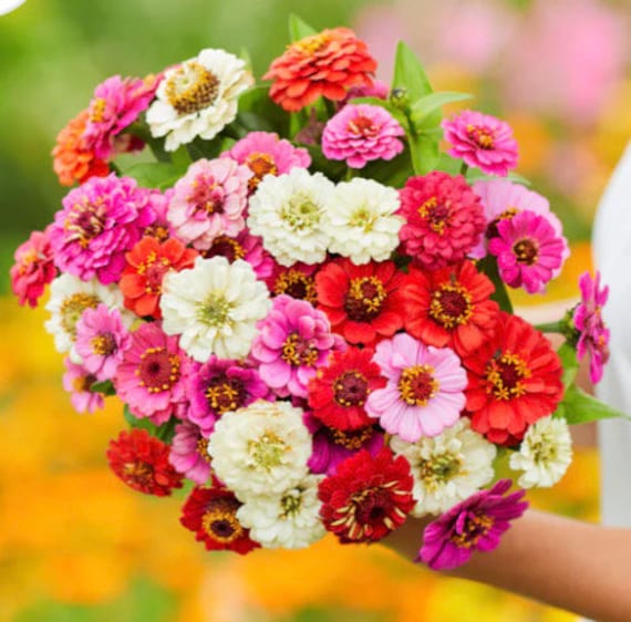 Zinnia Thumbelina Mixed Dwarf Zinnia Flower Seeds Heirloom USA NJ