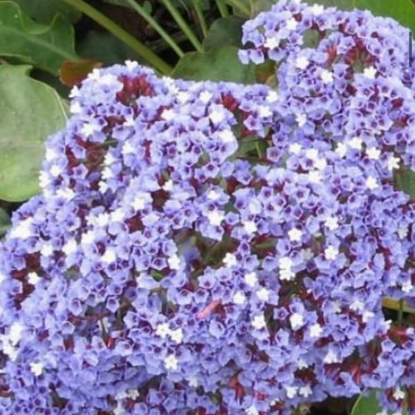 Statice Rosyred limonium Rattail Sea Of Lavender Flower Seeds limonium sinuatum Heirloom USA check my store for the largest selection