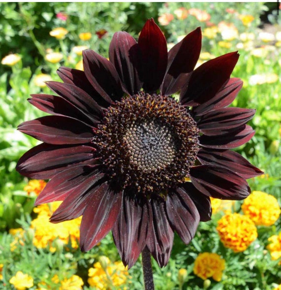 Sunflower Chocolate Cherry Sunflower Seeds USA Heirloom NJ Grower