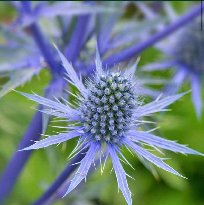 HeirloomSeedsForU Sea Holly - Thumbnail 2