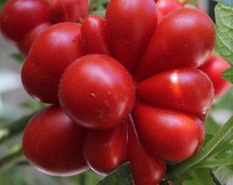 Reise Travler Tomato Seeds USA NJ Grower Heirloom Organic check my store for the largest selection.