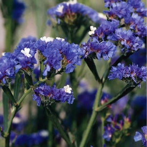 Statice Blue River Flower Seeds limonium sinuatum Heirloom USA Corn Cockle check my store for the largest selection