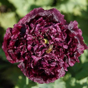 Poppy Black Peony Poppy flower seeds Heirloom USA NJ Seller check my store for the largest selection