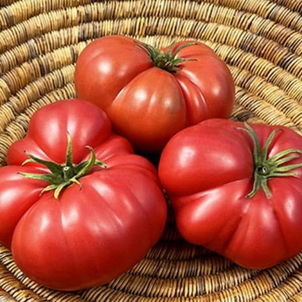 Mortgage lifter radiator Charlie tomato …. Seeds NJ USA Grower Heirloom Organic check my store for the largest selection.