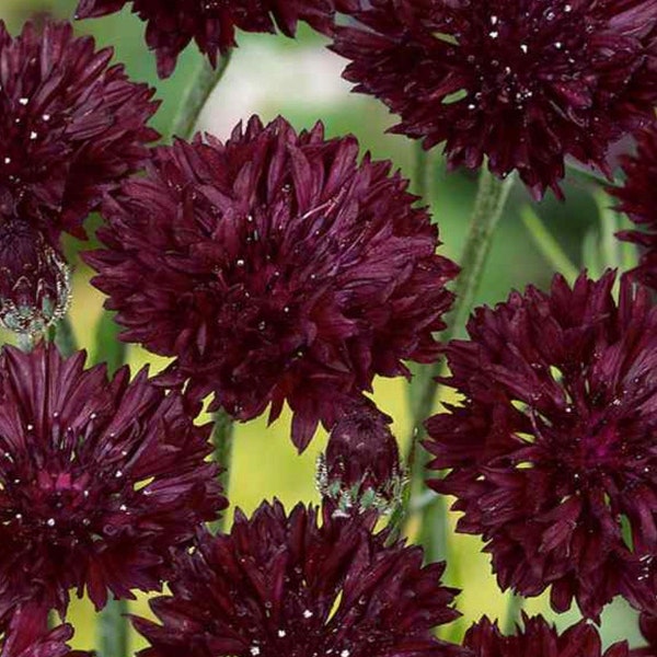 Bachelor Button Black Cornflower Flower Seeds Heirloom Organic NJ Free Shipping