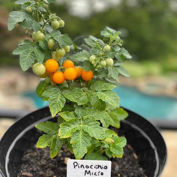 Pinocchio Micro Dwarf Tomato Seeds USA NJ Grower Heirloom Organic NJ Seller check my store for the largest selection