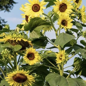Sunflower lemon Queen Seeds Heirloom USA NJ Grower see my store for largest selection