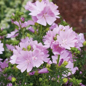 Mallow Musk Flower Seeds Heirloom USA NJ Growe  Free Shipping